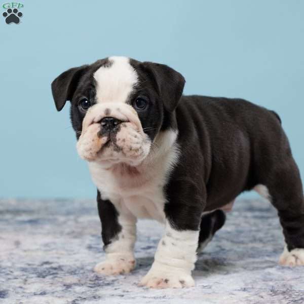 Dozer, Miniature Bulldog Puppy